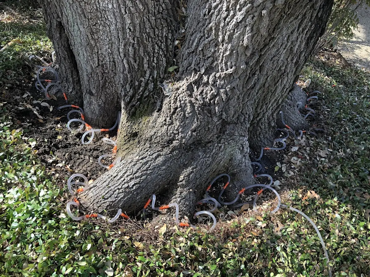 Detailed Tree Cabling and Bracing job site in Brookland
